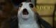 Um Porg em Star Wars: Os Últimos Jedi